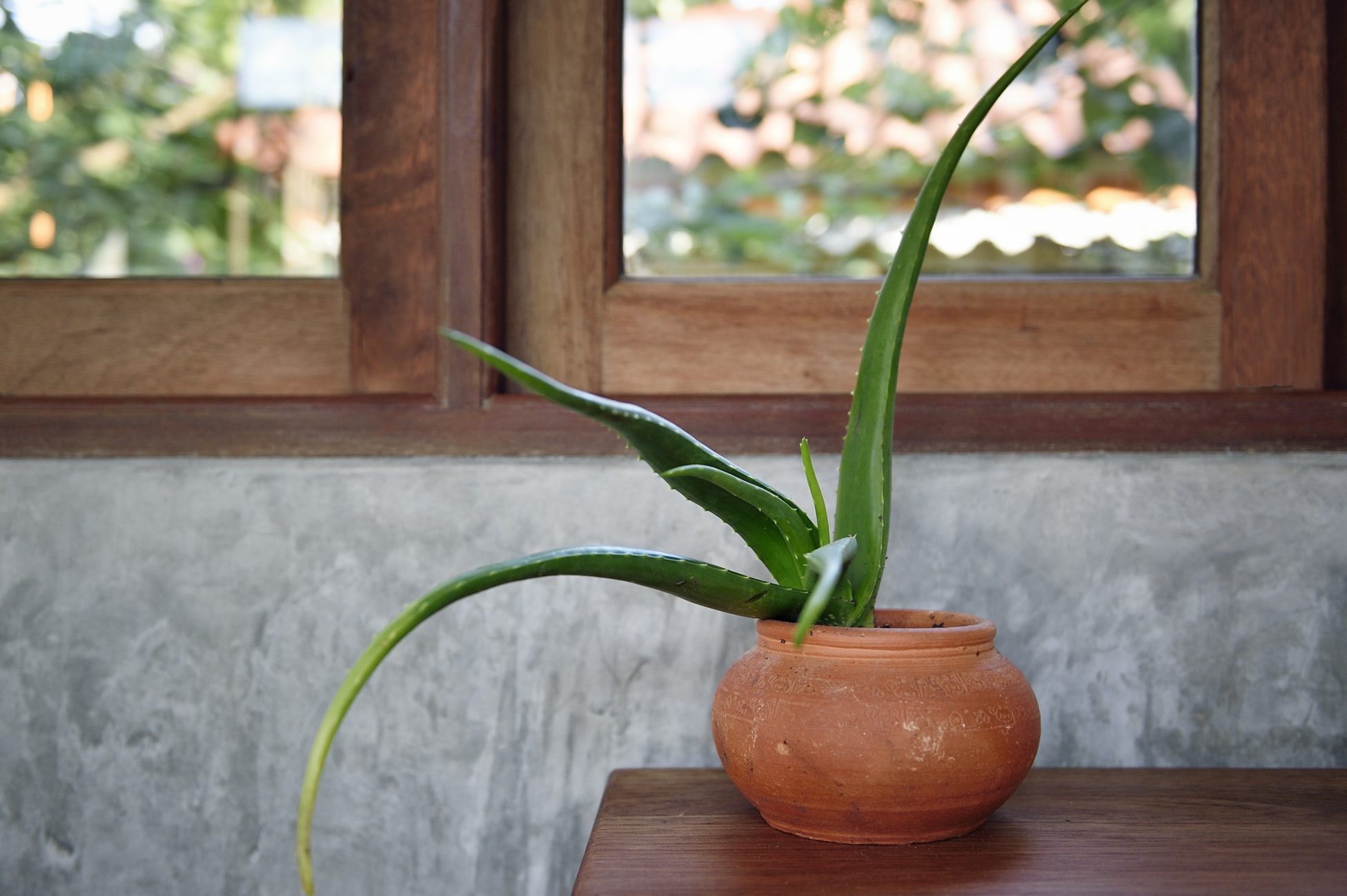 Aloe vera plant grows in a terracotta pot on a wooden table, set against a concrete wall and wooden window frame.
