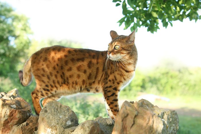 orange bengal cat
