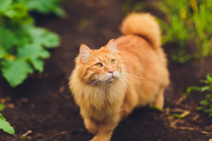 Lovely thoroughbred redhead kitten. Breed Kurilian Bobtail. Hypoallergenic breed of cats. green grass walk
