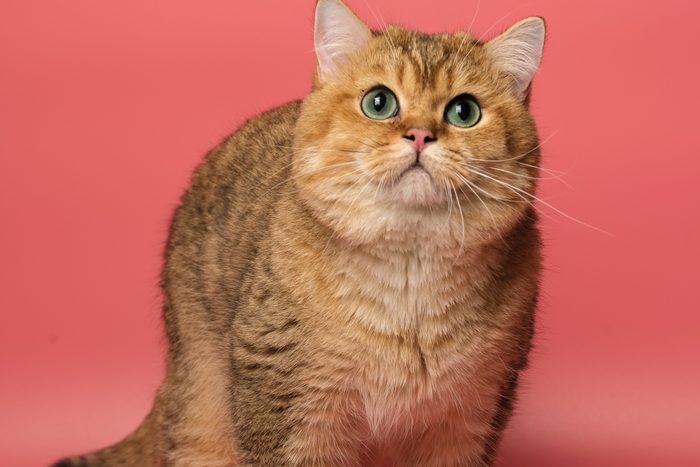Many British Shorthair Cat funny