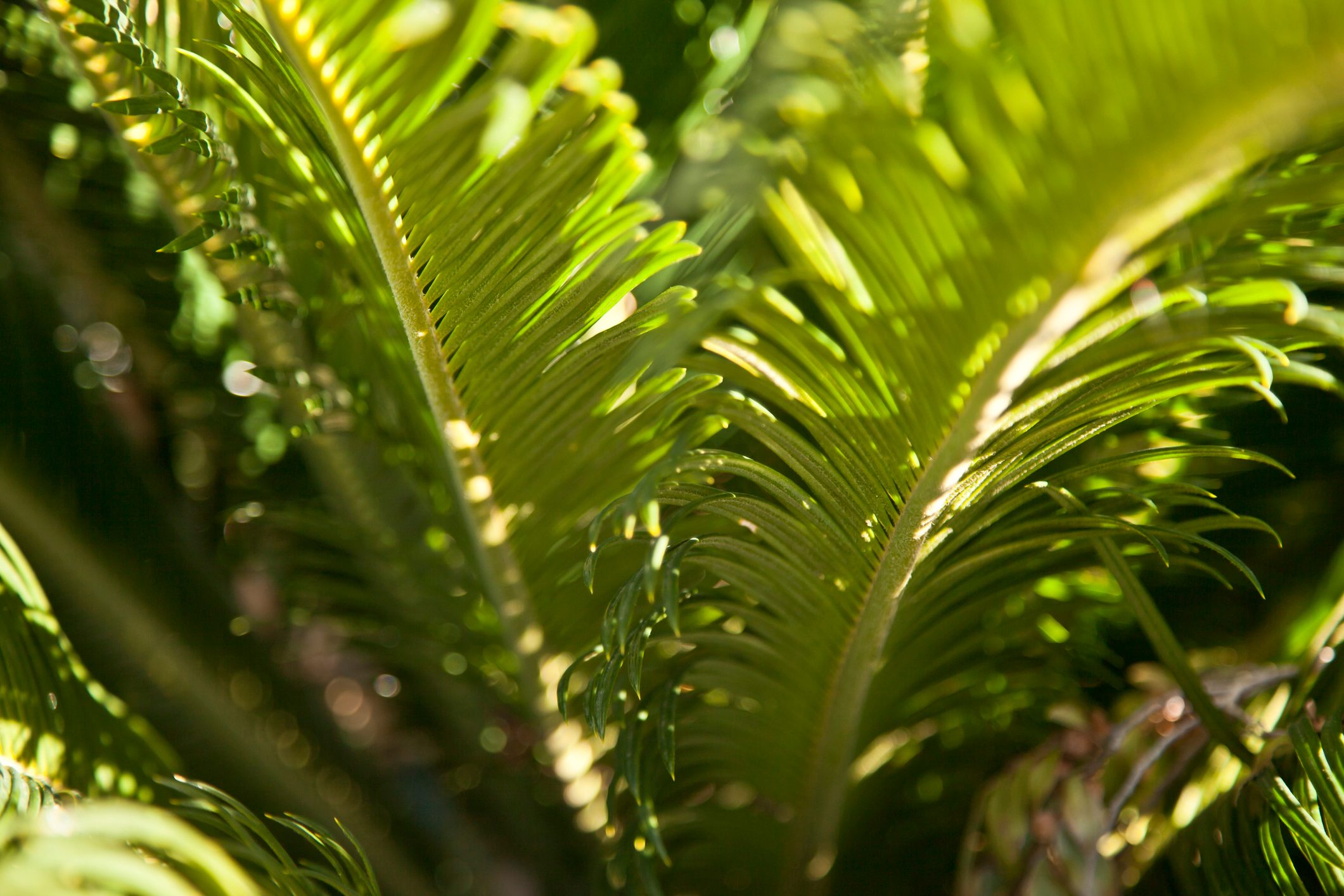 Sago palm