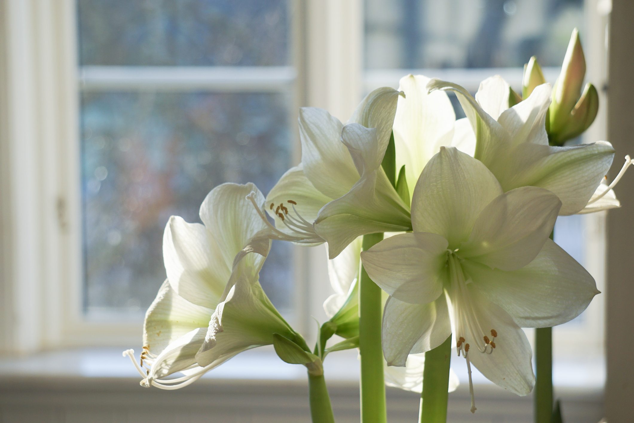 White Amaryllis Against Window