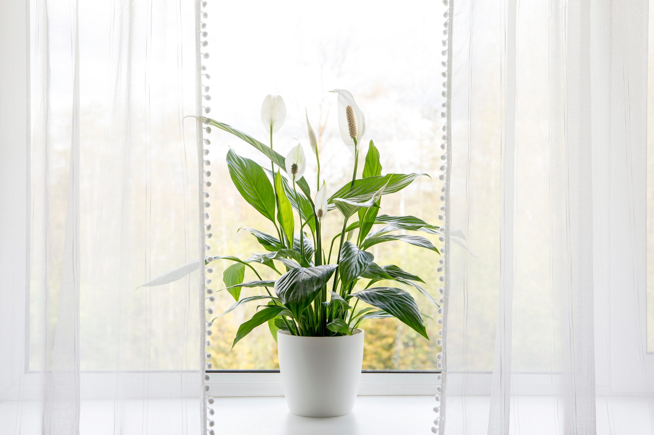 Air puryfing house plants in home concept. Spathiphyllum are commonly known as spath or peace lilies growing in pot in home room and cleaning indoor air.