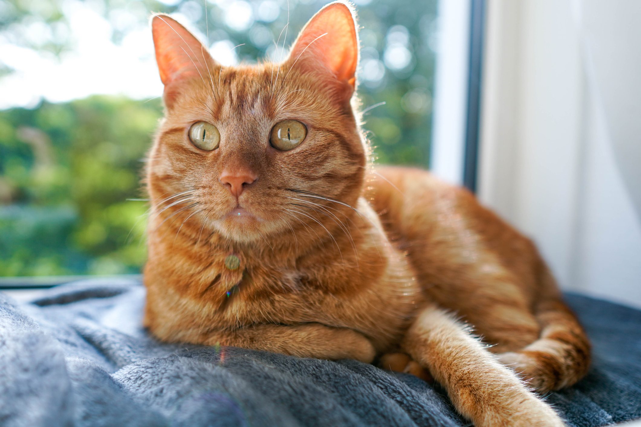 12 Orange Cat Breeds That Have Head-Turning Coats