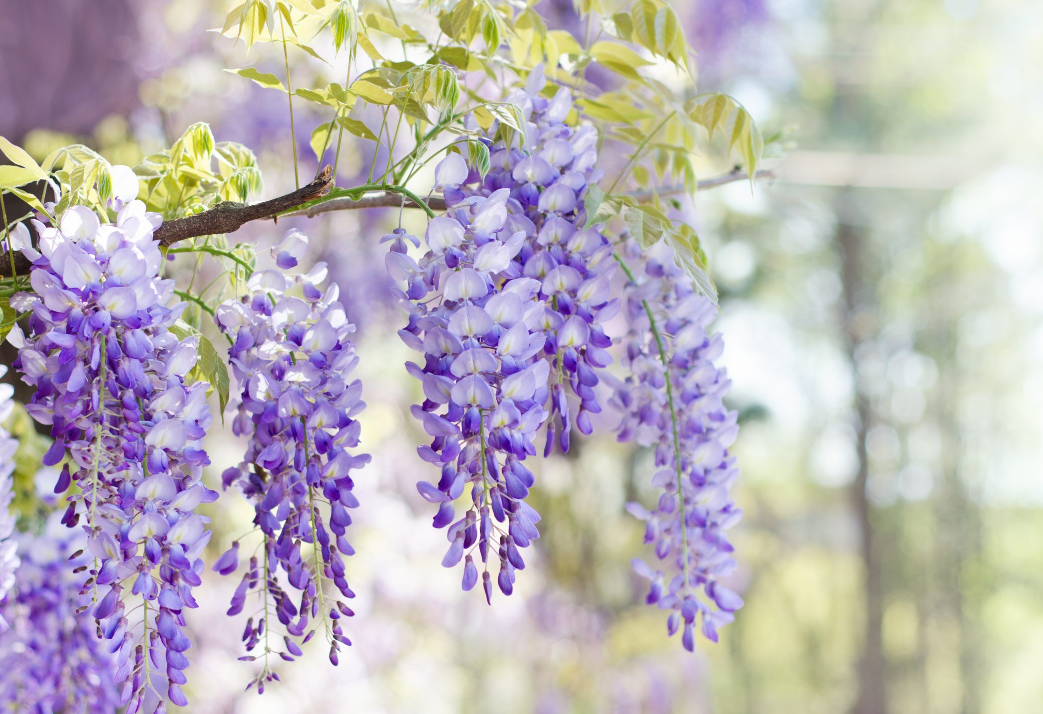Wisteria in bloom