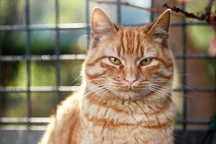 Sweet Street Cat
