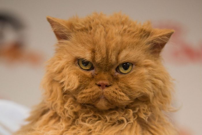 Supreme Cat Show in Birmingham