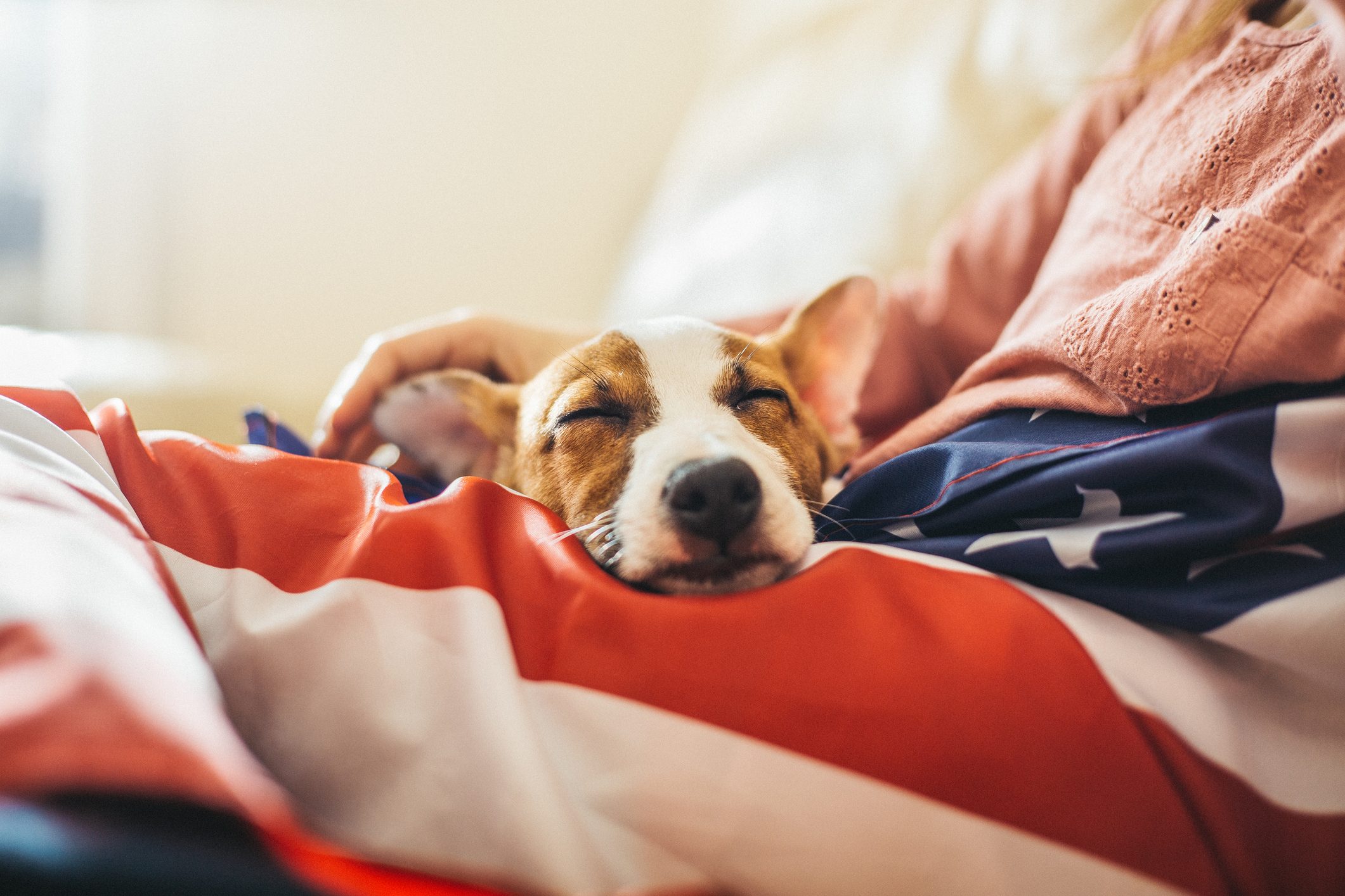 A dog rests peacefully on a person's lap, wrapped in a flag, with the person's hand gently caressing its head.