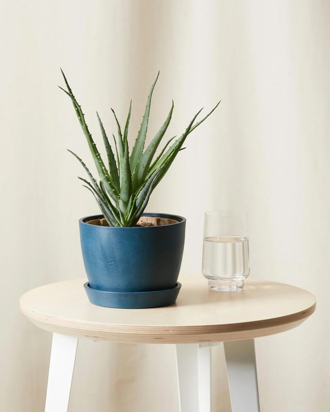 air purifying Hedgehog aloe