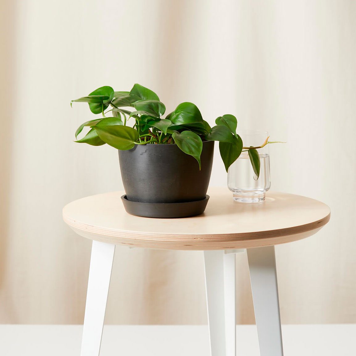 Philodendron Heartleaf