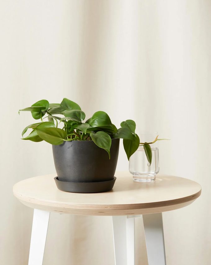 air purifying Philodendron heartleaf