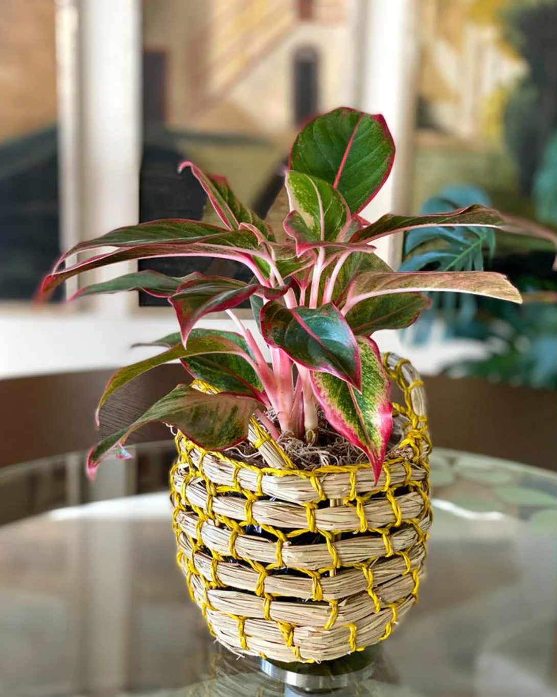 Chinese evergreen