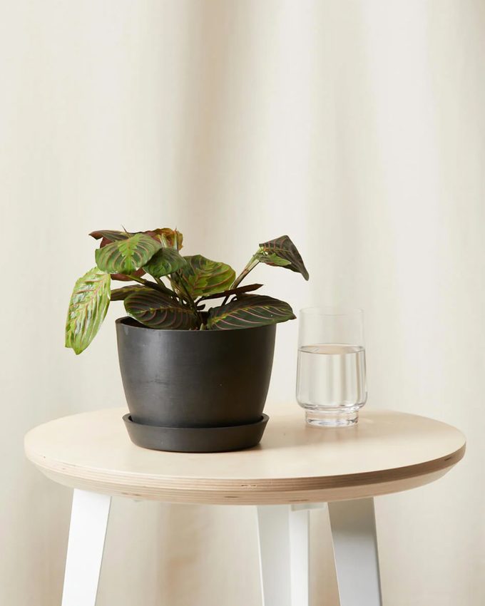 Maranta red prayer plant