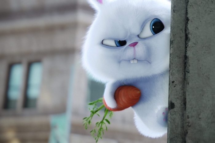 The Secret Life Of Pets