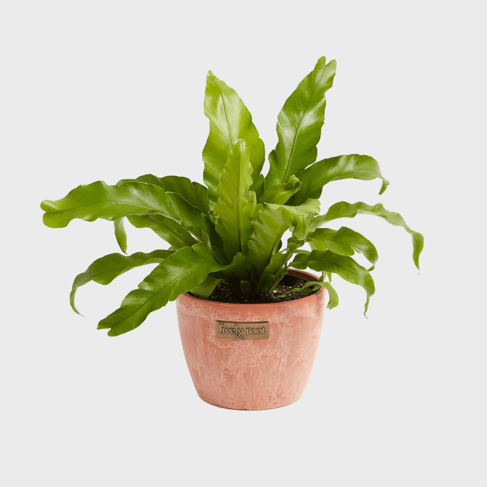 Birds Nest Fern Ecomm Via Livelyroot.com