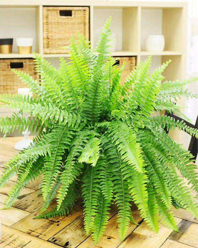 air purifying Boston ferns