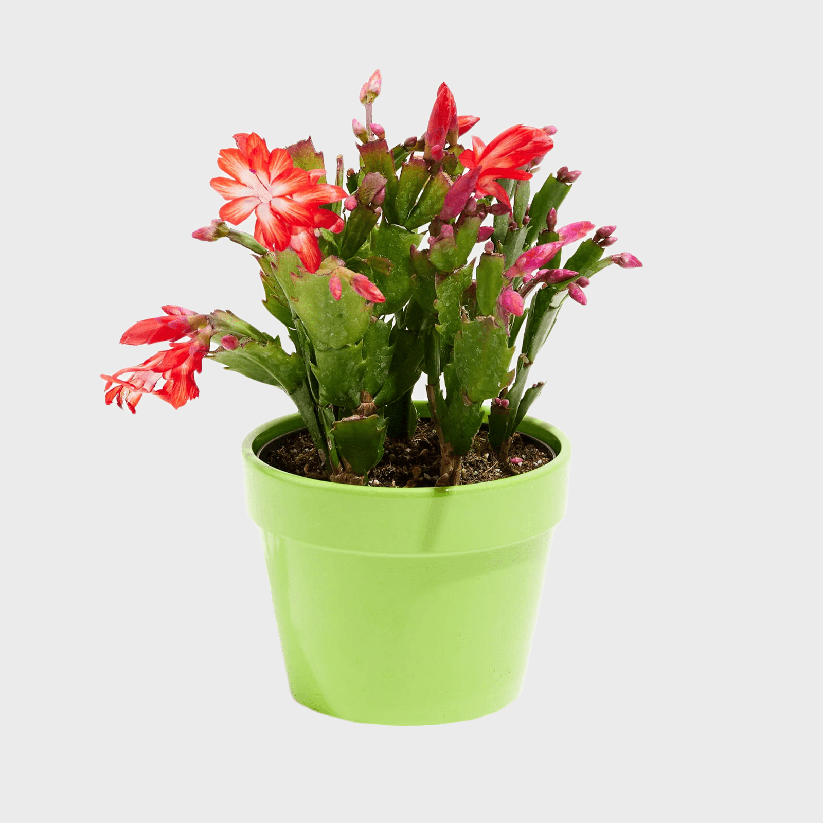 Christmas Cactus Ecomm Via Livelyroot.com