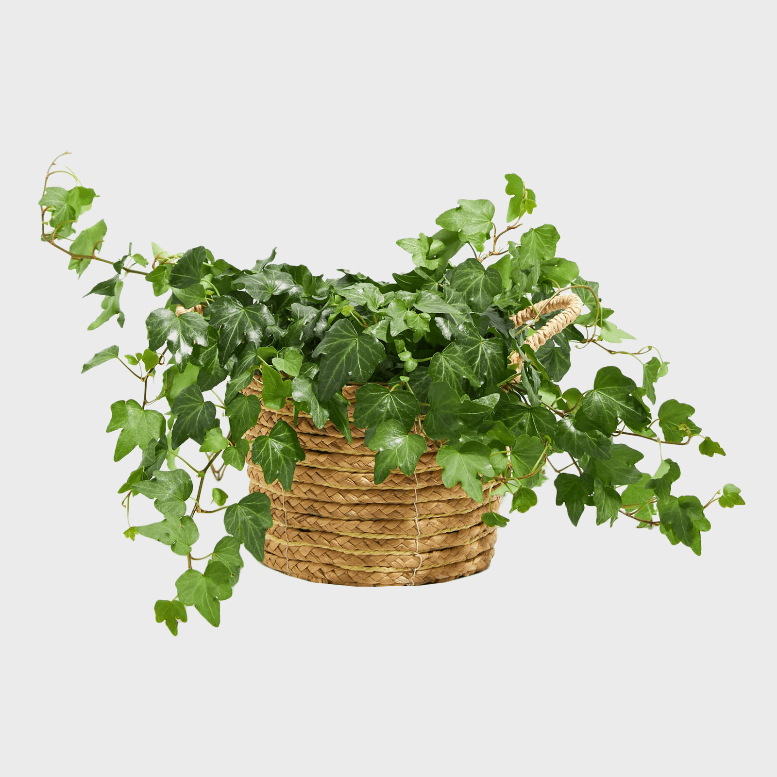 Green English Ivy Ecomm Via Livelyroot.com