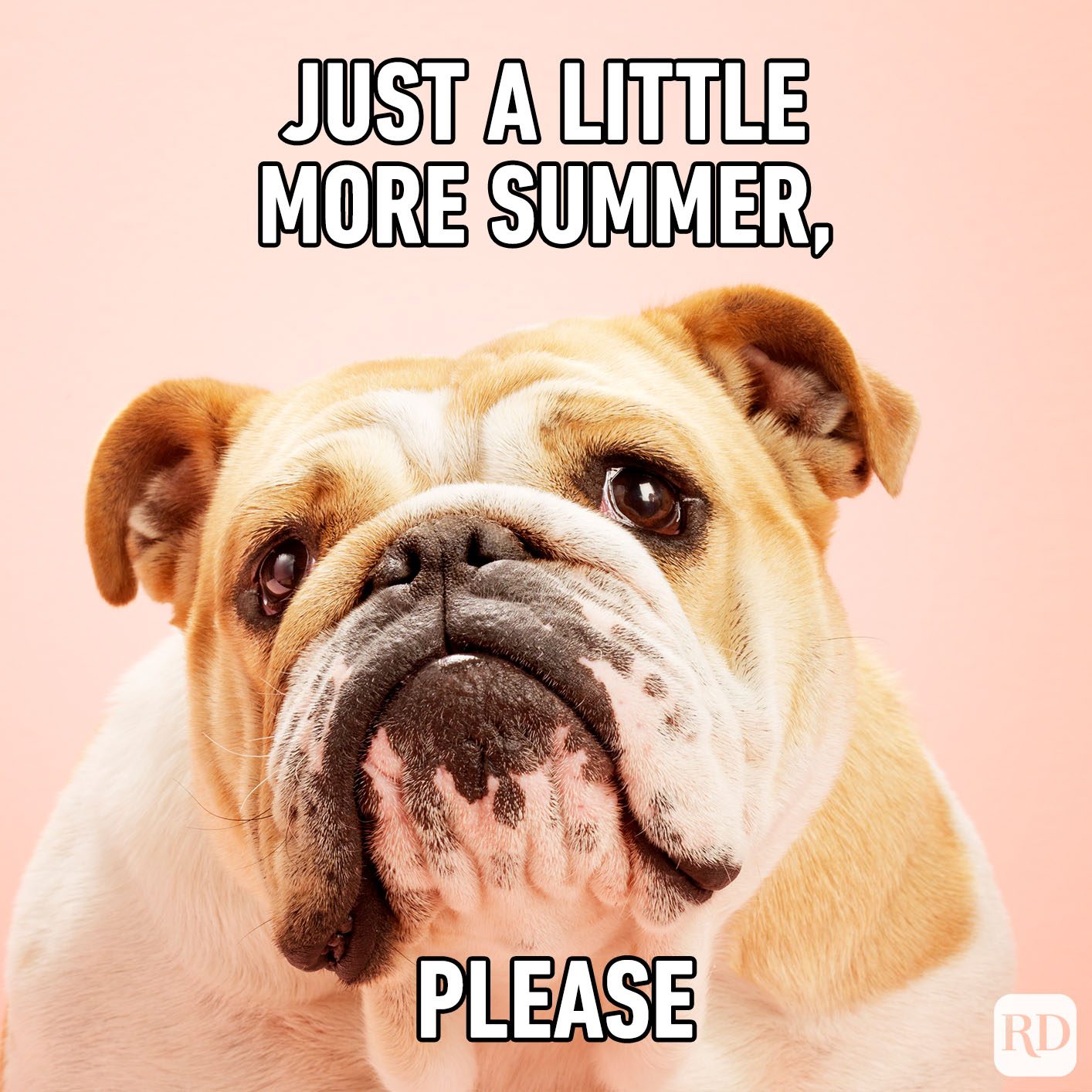 Bulldog gazes forward, head slightly tilted, against pink background. Text reads: "Just a little more summer, please."
