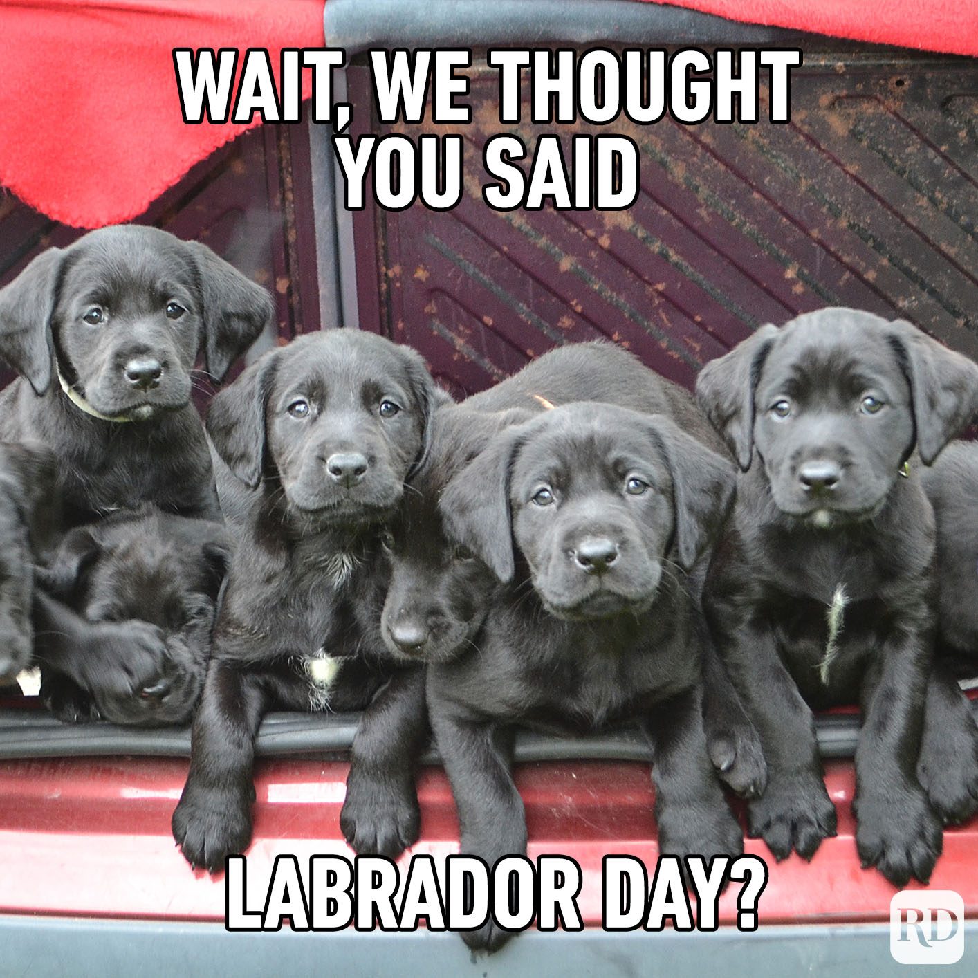 Puppies sit in a row, looking forward humorously. Text reads, "WAIT, WE THOUGHT YOU SAID LABRADOR DAY?" They're on a red surface.