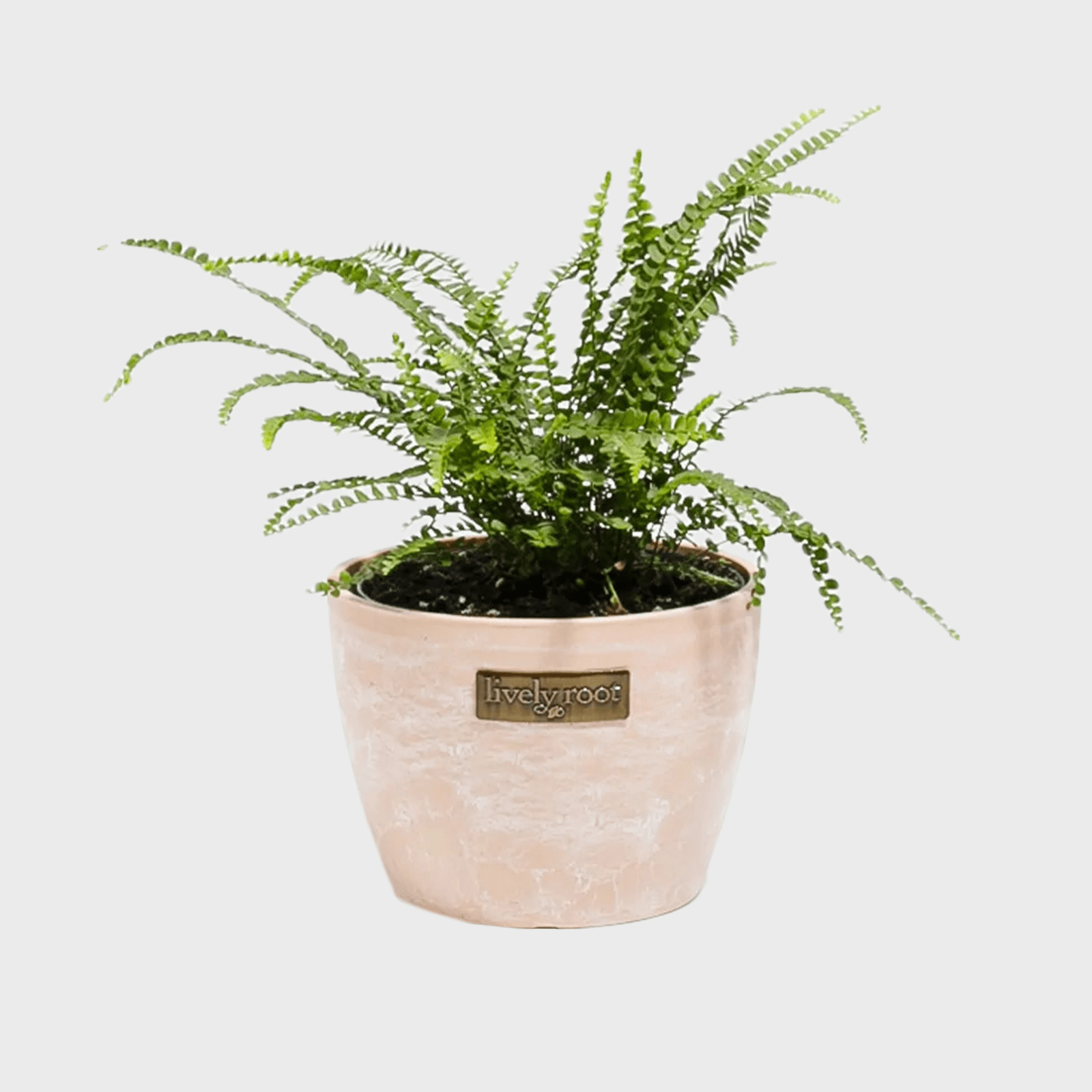 Lemon Button Fern Ecomm Via Livelyroot.com