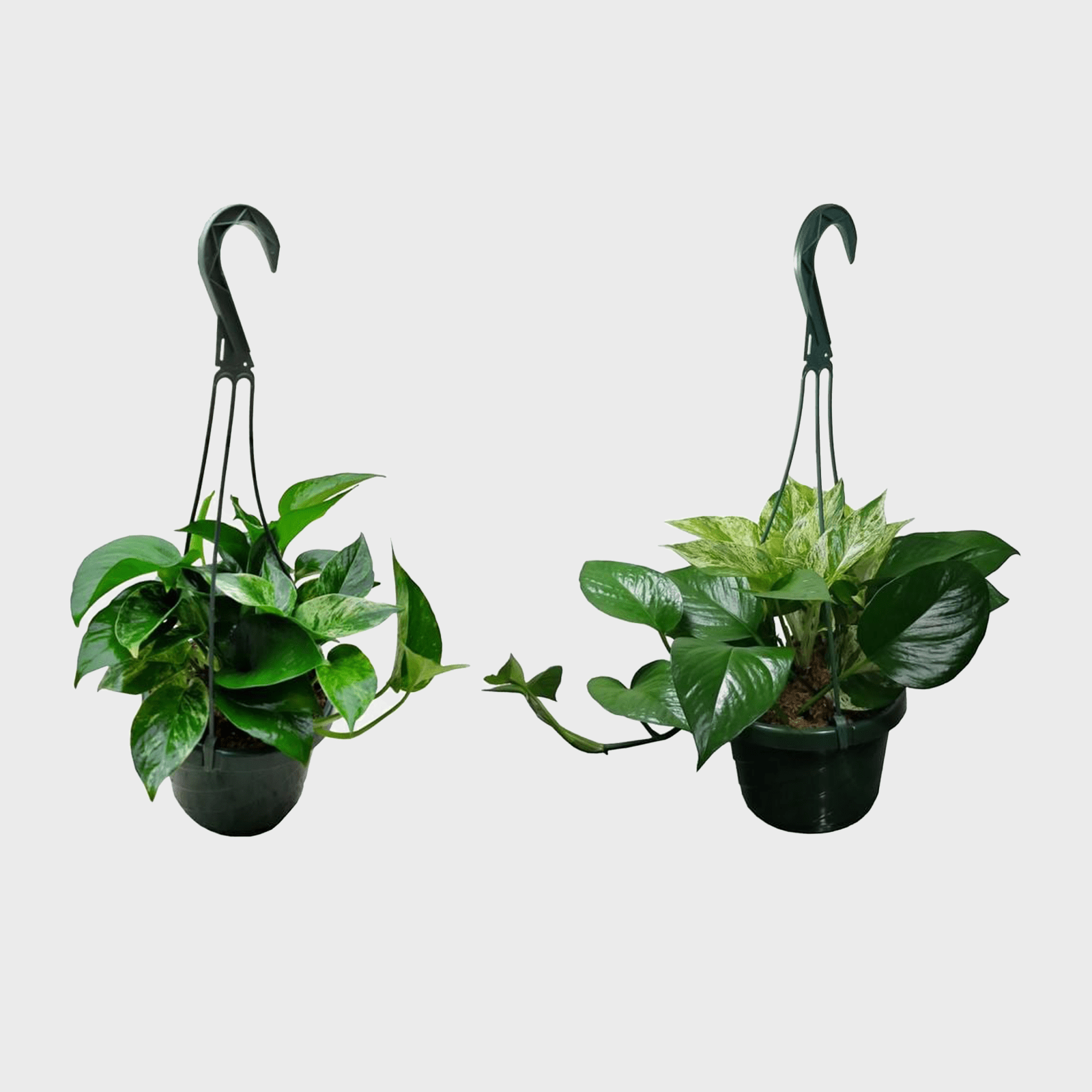 Marble Queen Pothos Plant Hanging Basket Ecomm Via Homedepot.com