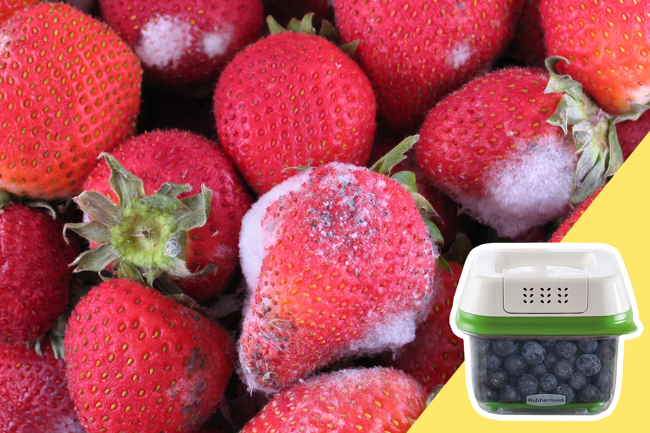 Strawberries covered in white mold sit on a surface. Nearby, a container labeled "Rubbermaid" holds fresh blueberries against a yellow background.