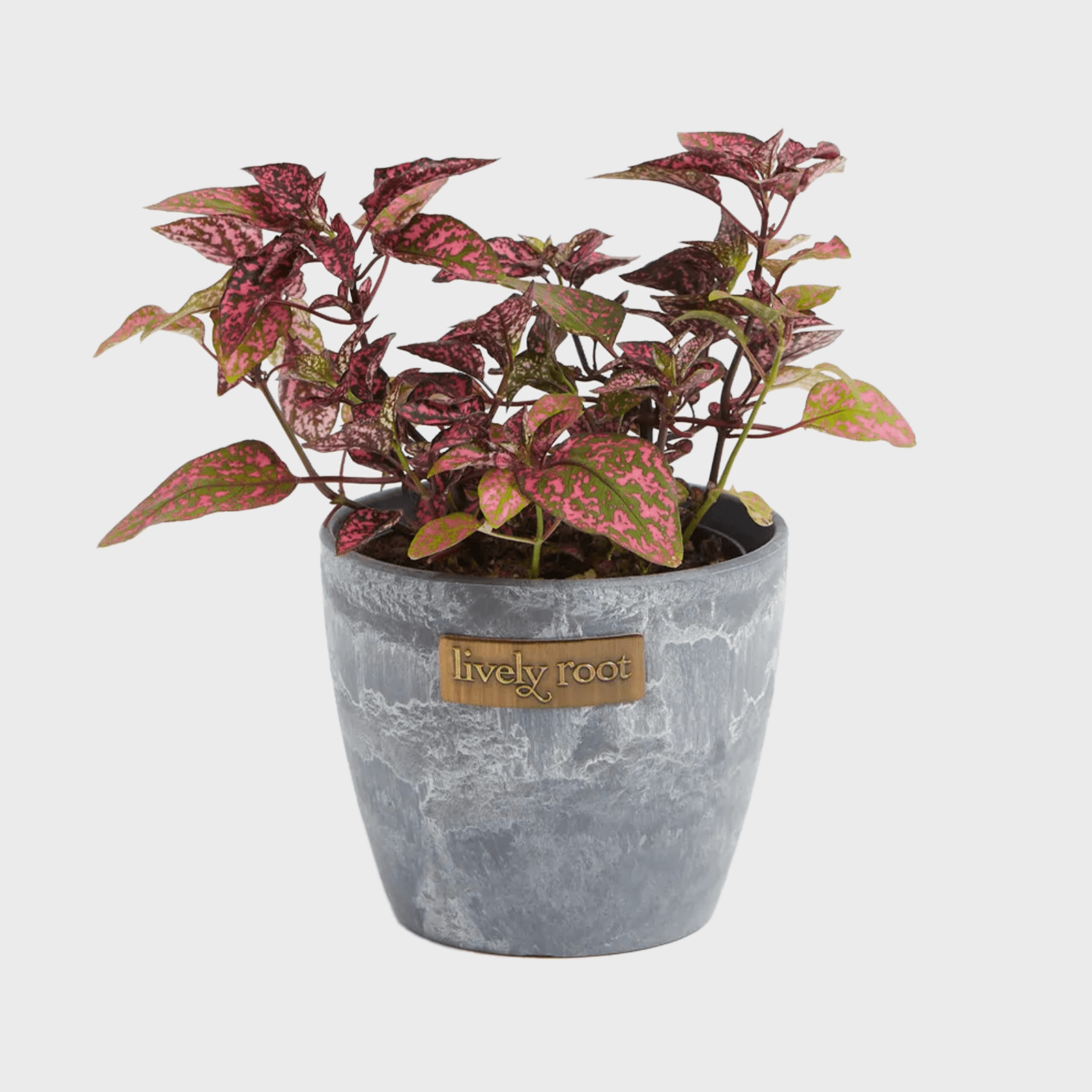 Pink Polka Dot Plant Ecomm Via Livelyfoot.com