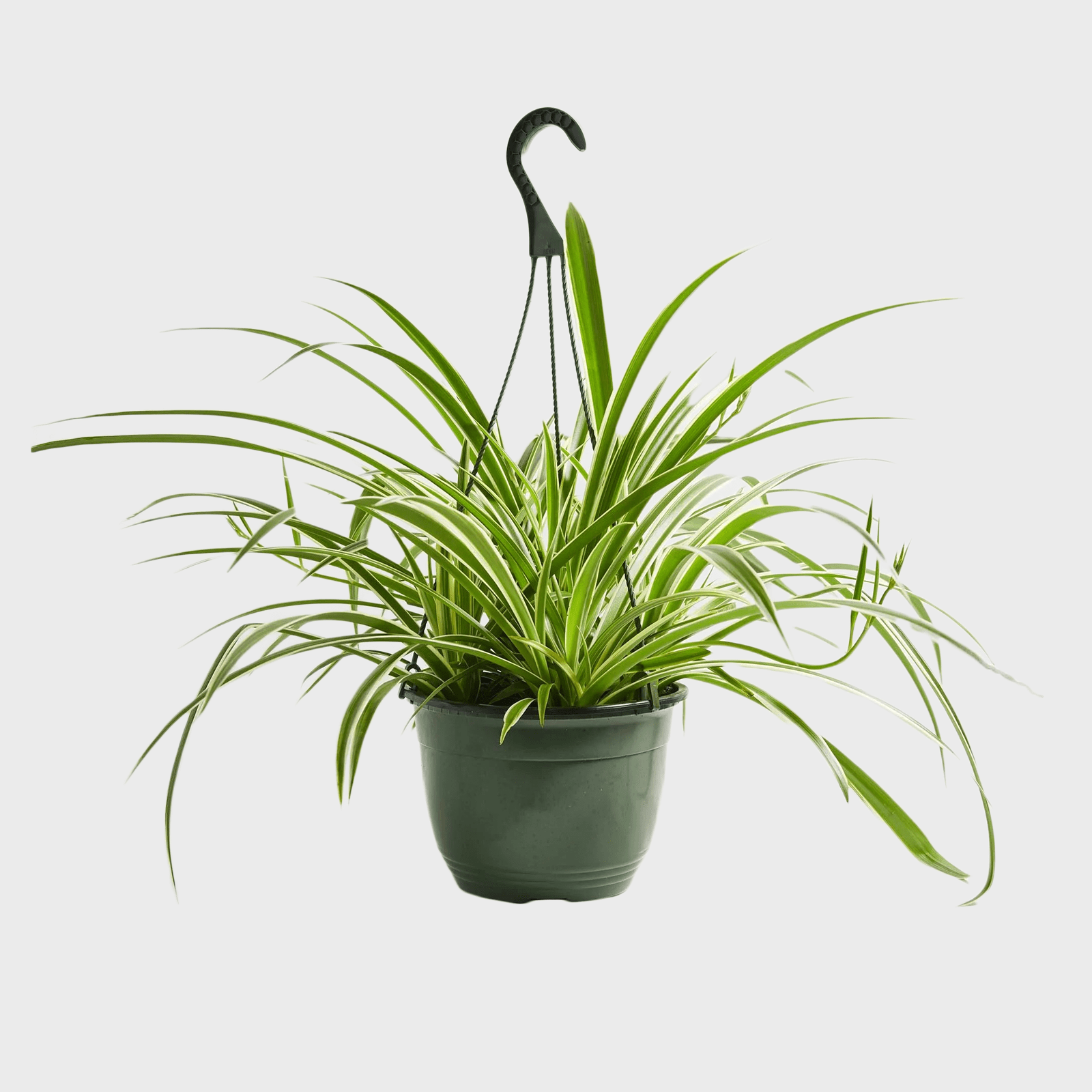 Spider Plant Ecomm Via Livelyroot.com