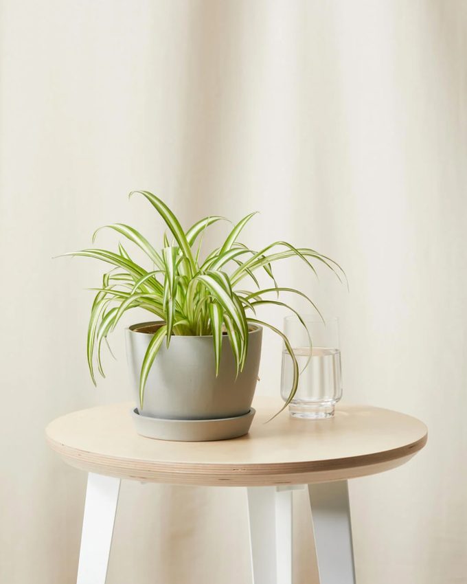 Spider plants