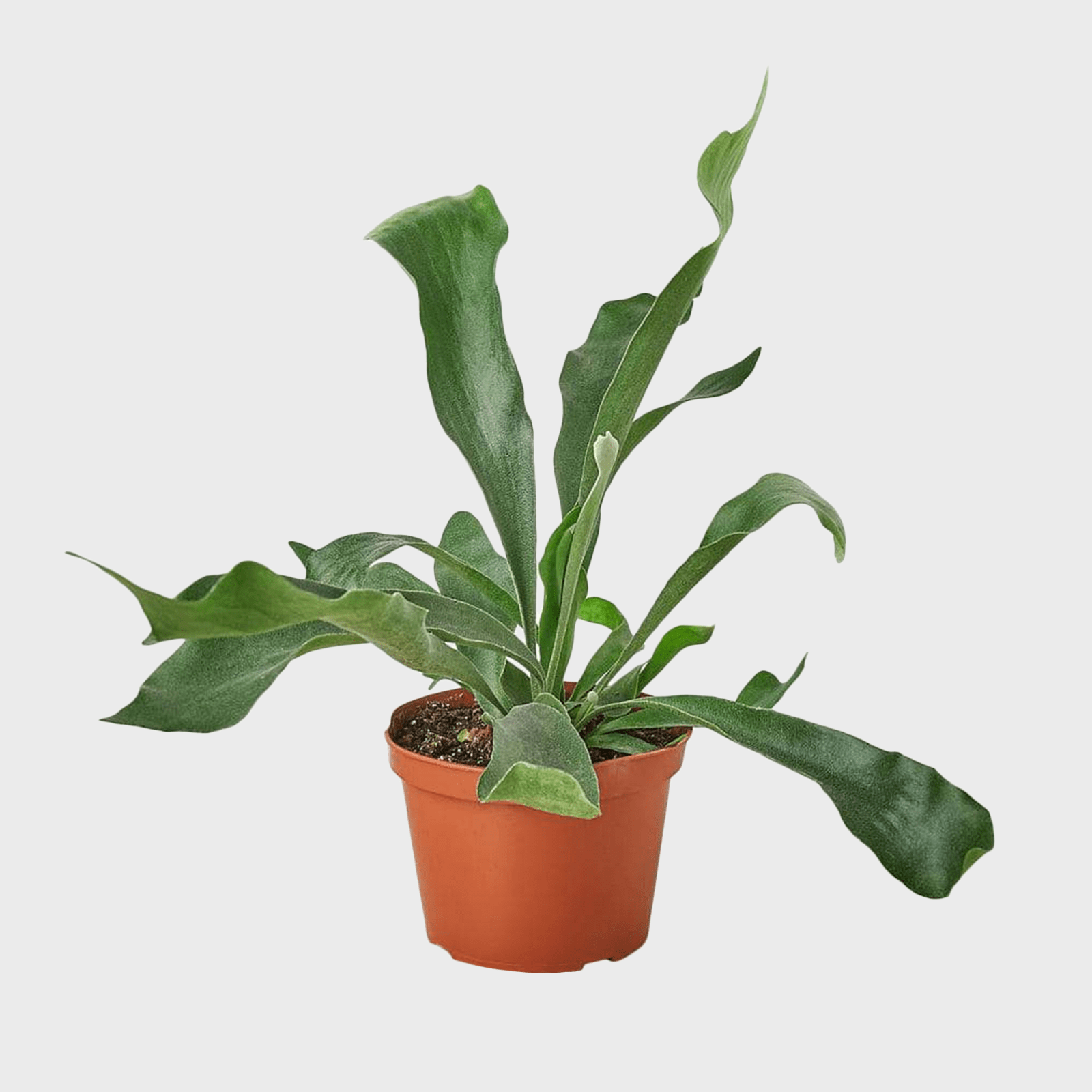 Staghorn Plant Ecomm Via Homedepot.com