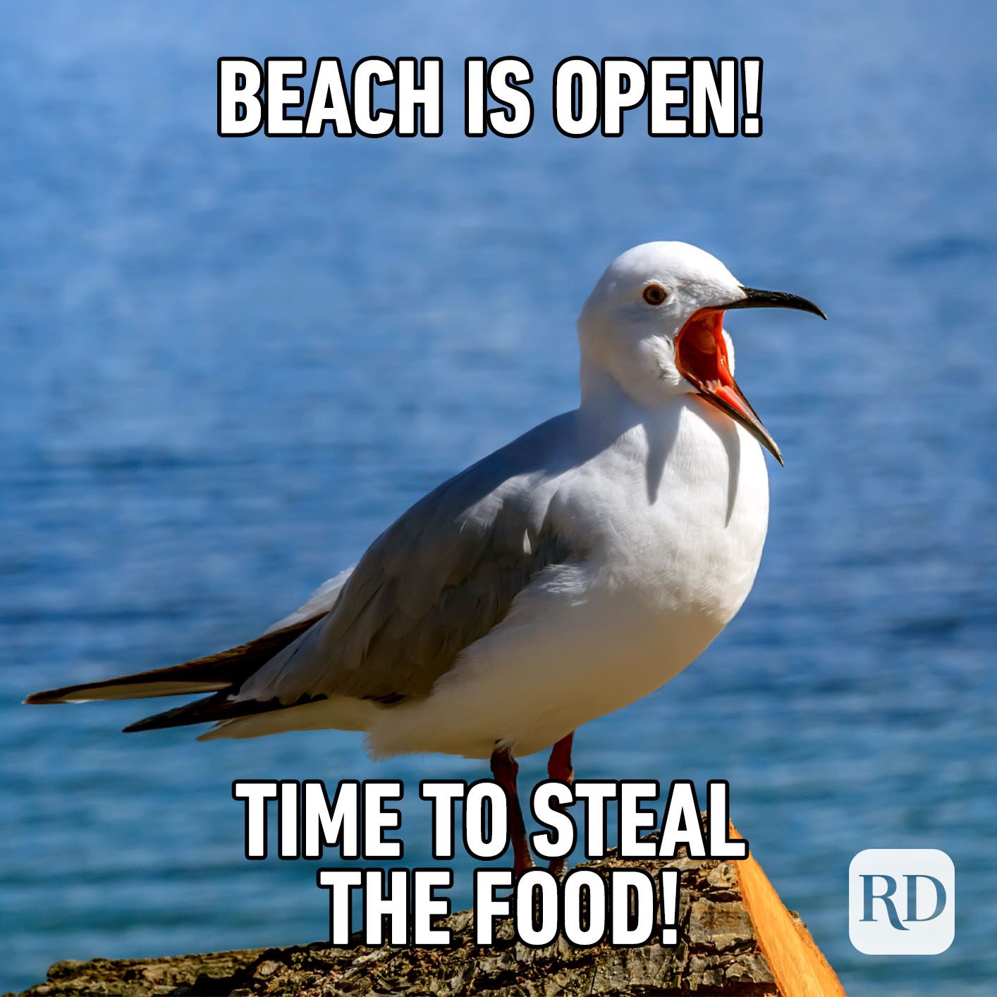 Meme text: Beach is open! Time to steal the food!