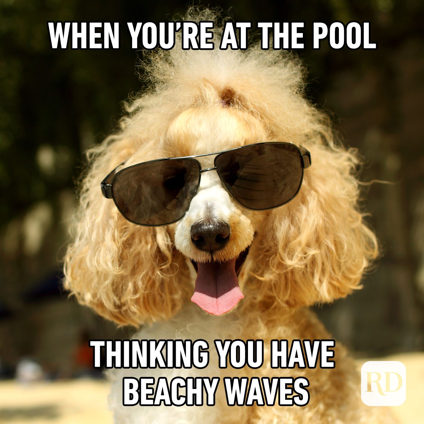 Meme text: When you’re at the pool thinking you have beachy waves