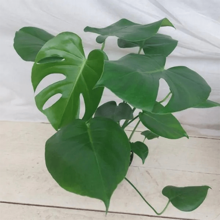 Swiss Cheese Plant 2 600x600