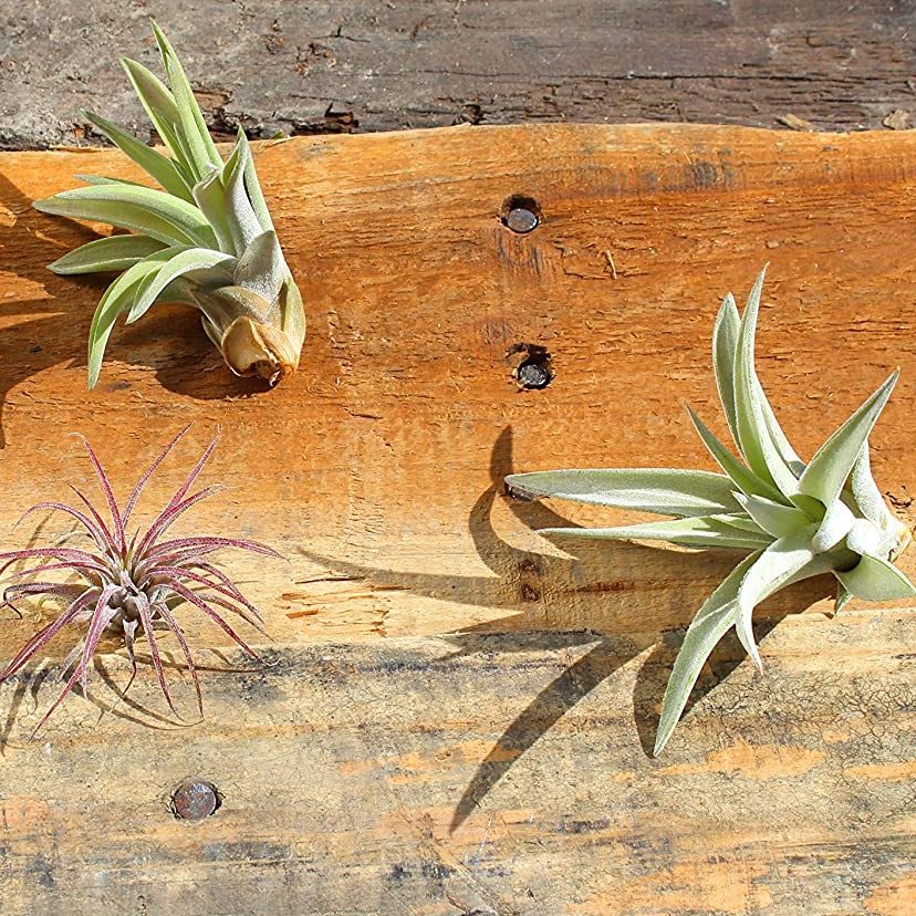 Variety Pack Air Plants Ecomm Via Amazon.com