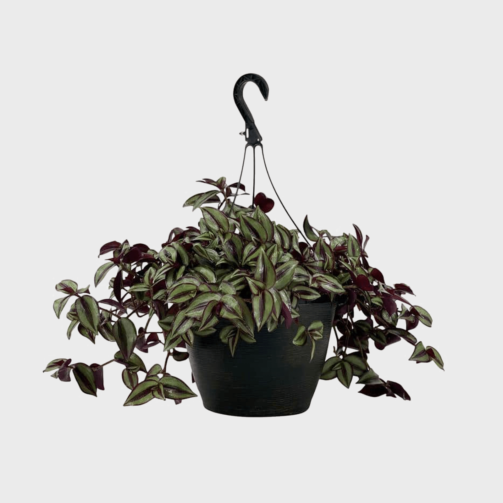 Vigoro Gal Tradescantia Plant Ecomm Via Homedepot.com