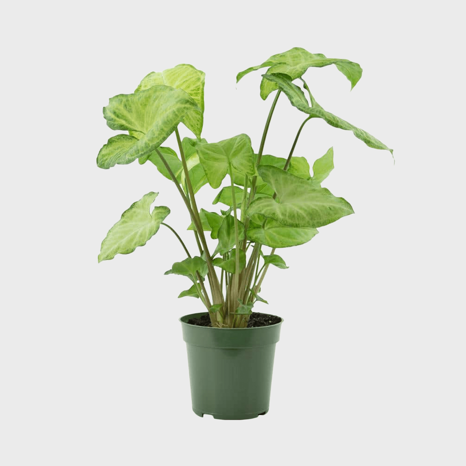 White Butterfly Arrowhead Plant Ecomm Via Homedepot.com