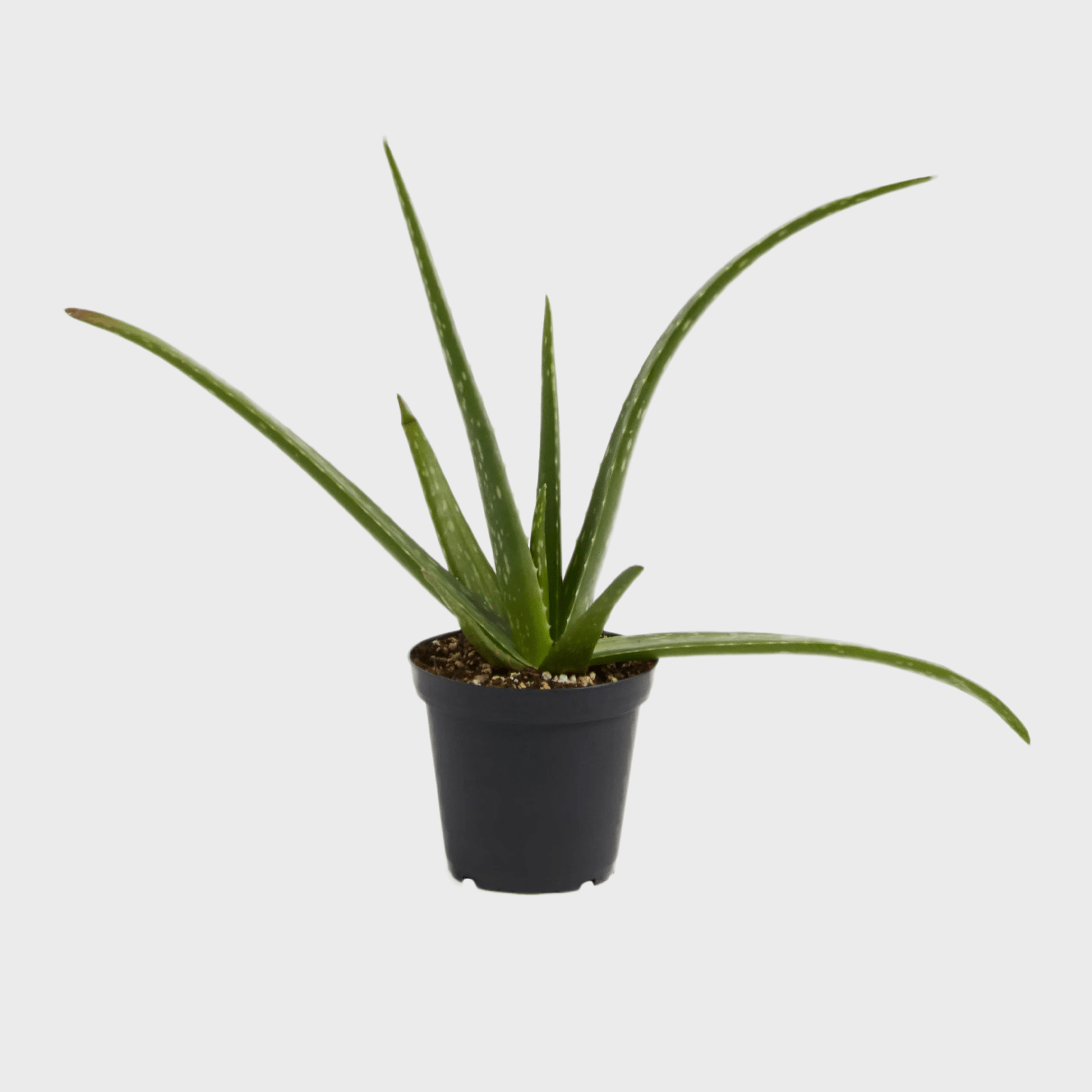 Aloe vera plant with long, pointed green leaves extends outward, potted in a small black container on a plain light gray background.