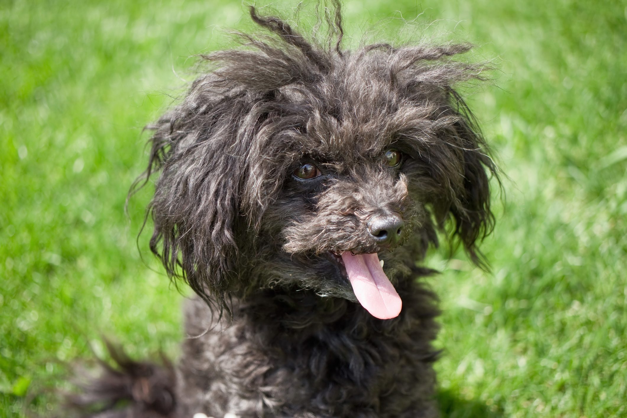Portrait of Russian Tsvetnaya Bolonka with sticked out tongue