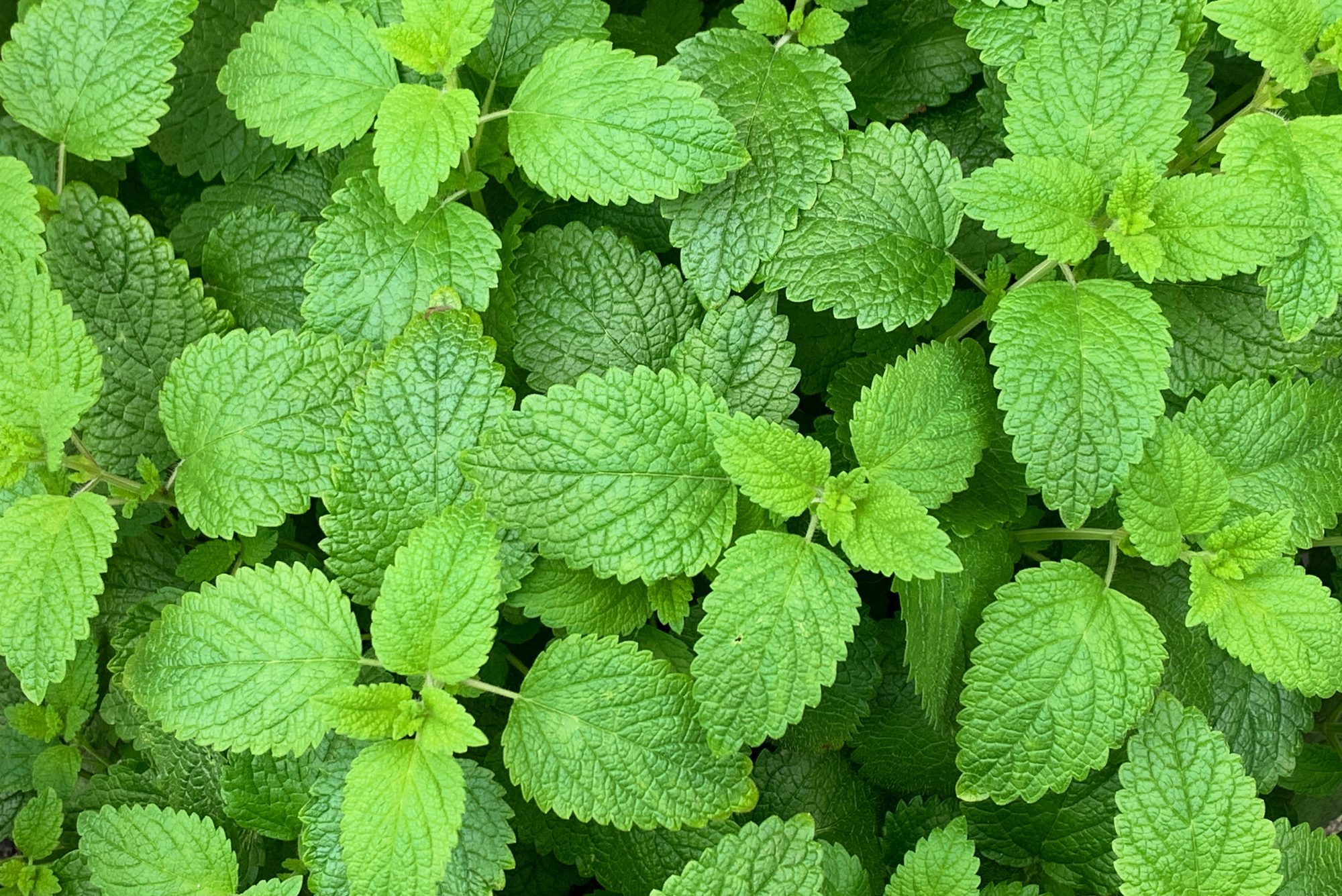 Lush green mint leaves fill the frame, overlapping one another, creating a dense, vibrant natural texture.