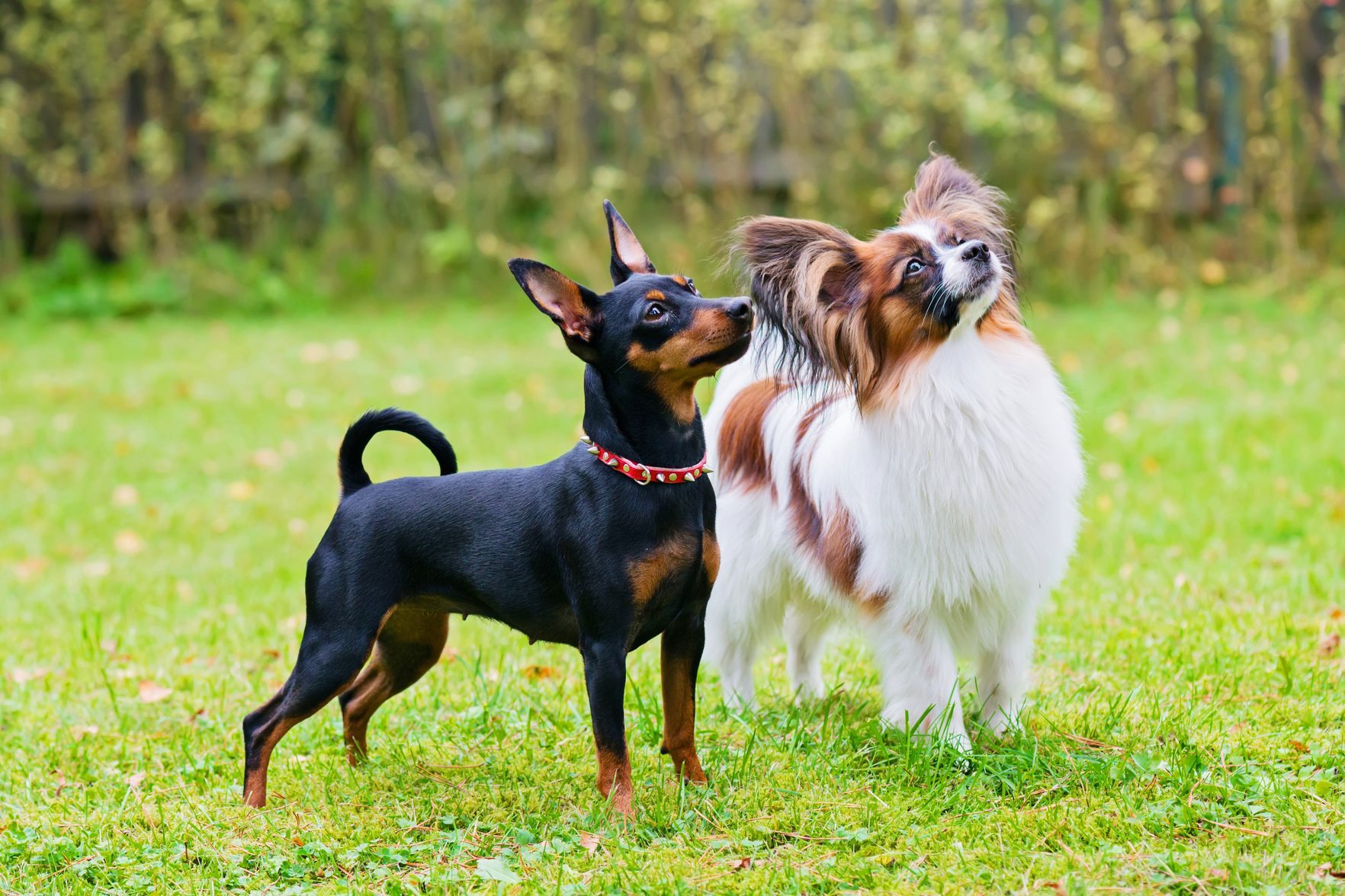 31 Toy Dog Breeds That Stay Puppy-Sized Forever