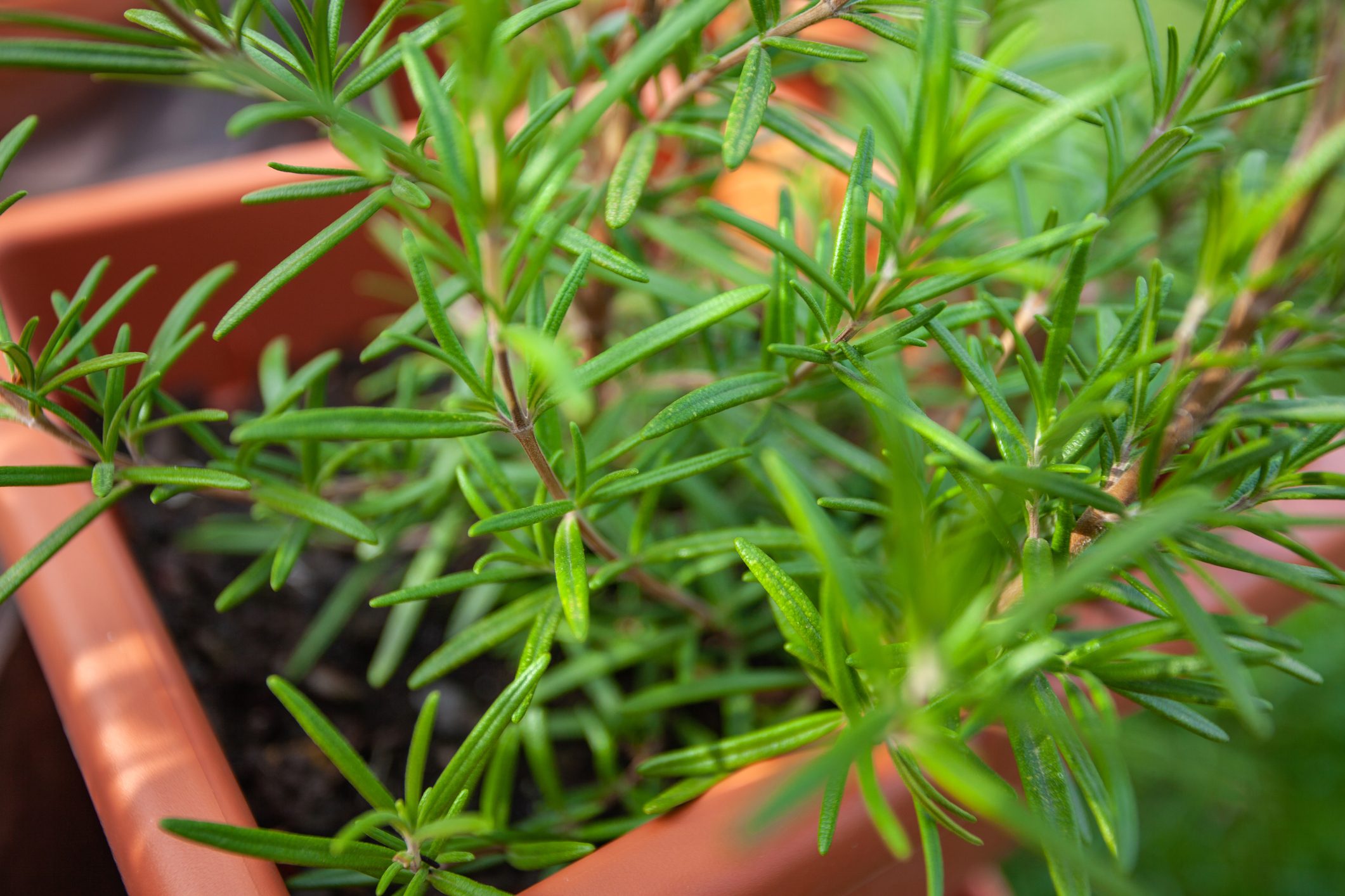 Rosemary plant grows in a terracotta pot, surrounded by vibrant greenery in a garden setting.
