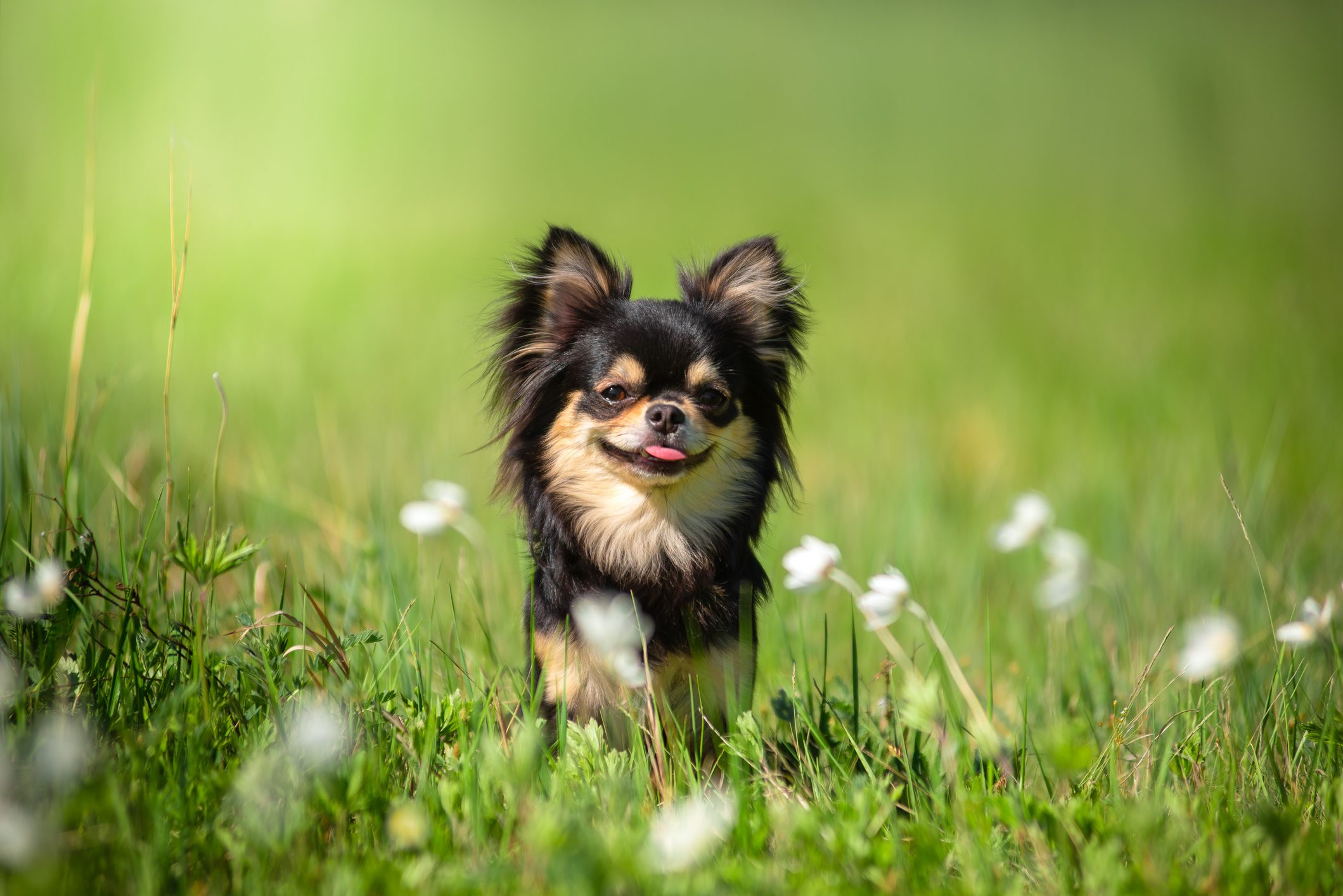 A small black and tan dog stands in a grassy field with scattered white flowers under bright sunlight.
