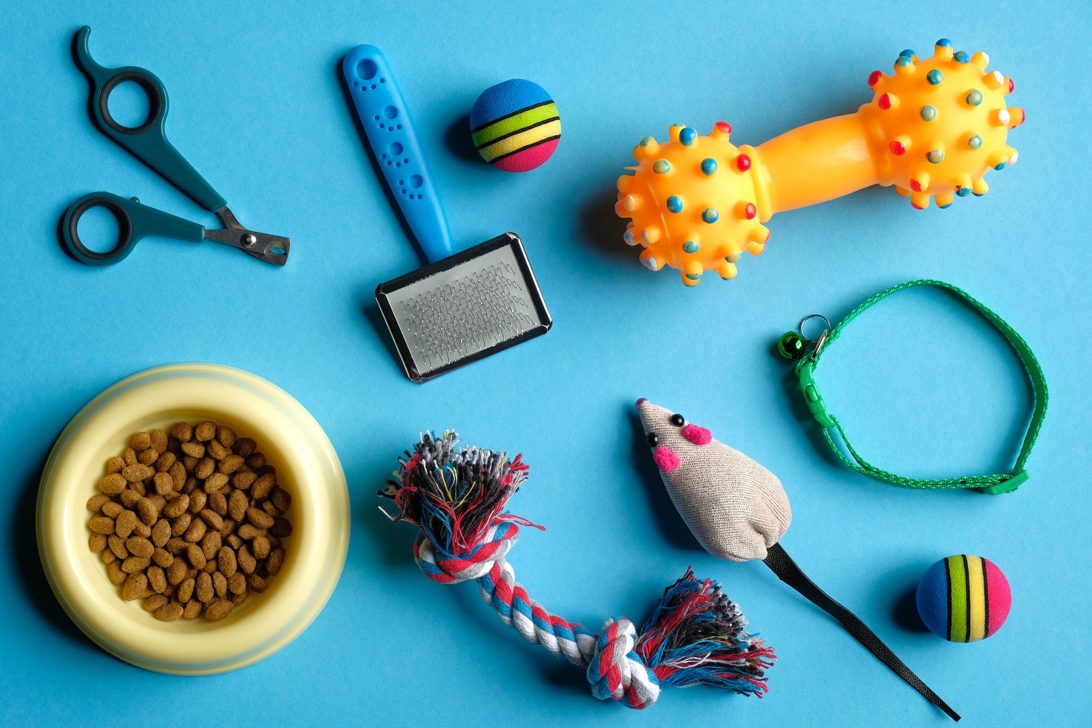 Accessories for cat and dog on blue background.