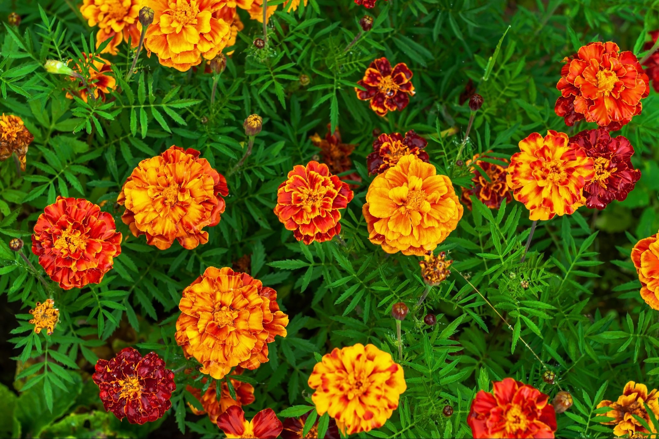 Marigold flowers bloom vibrantly among lush green leaves, creating a colorful garden display.