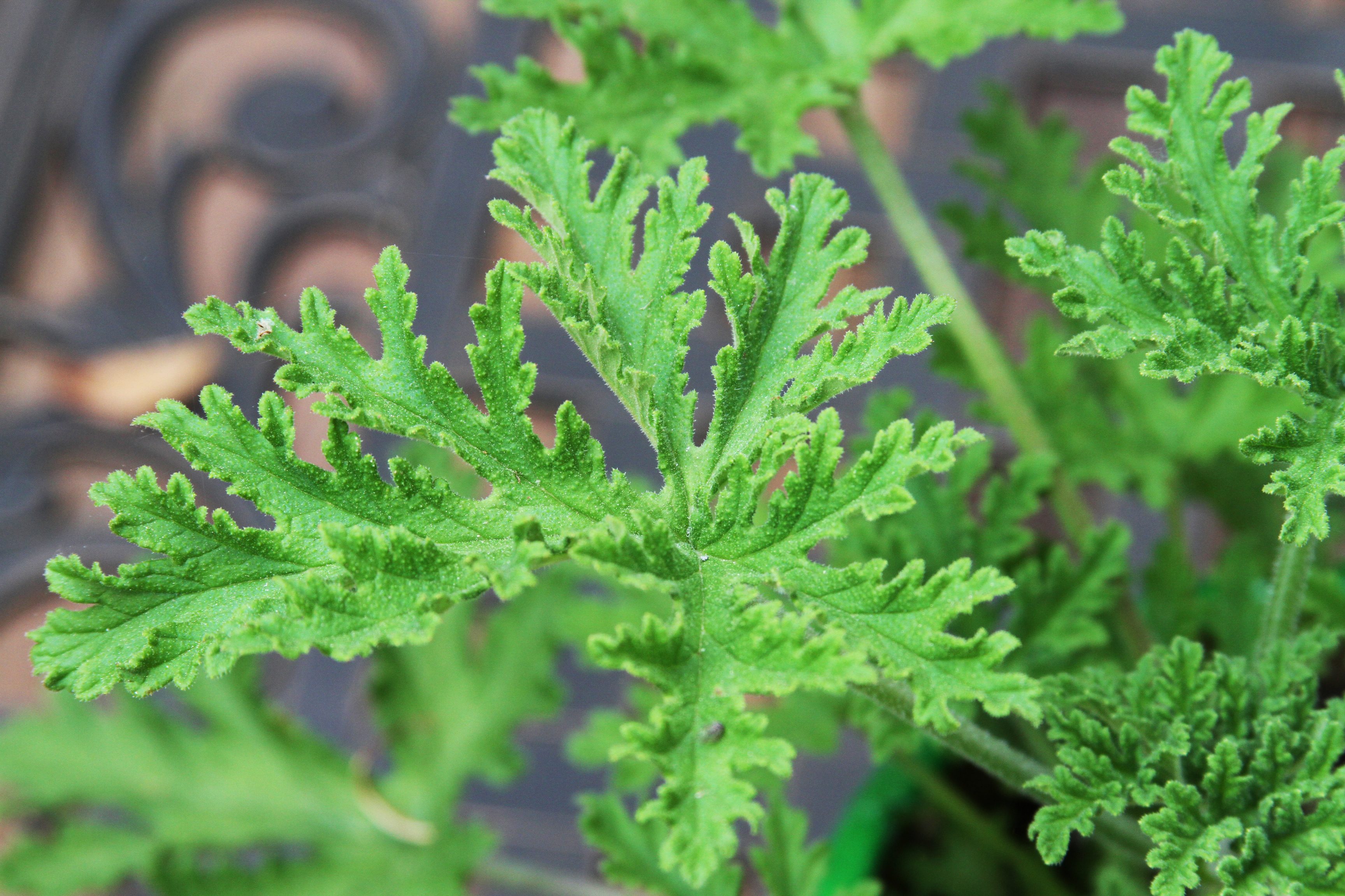 Green, serrated leaves grow vibrantly against a blurred, dark background.
