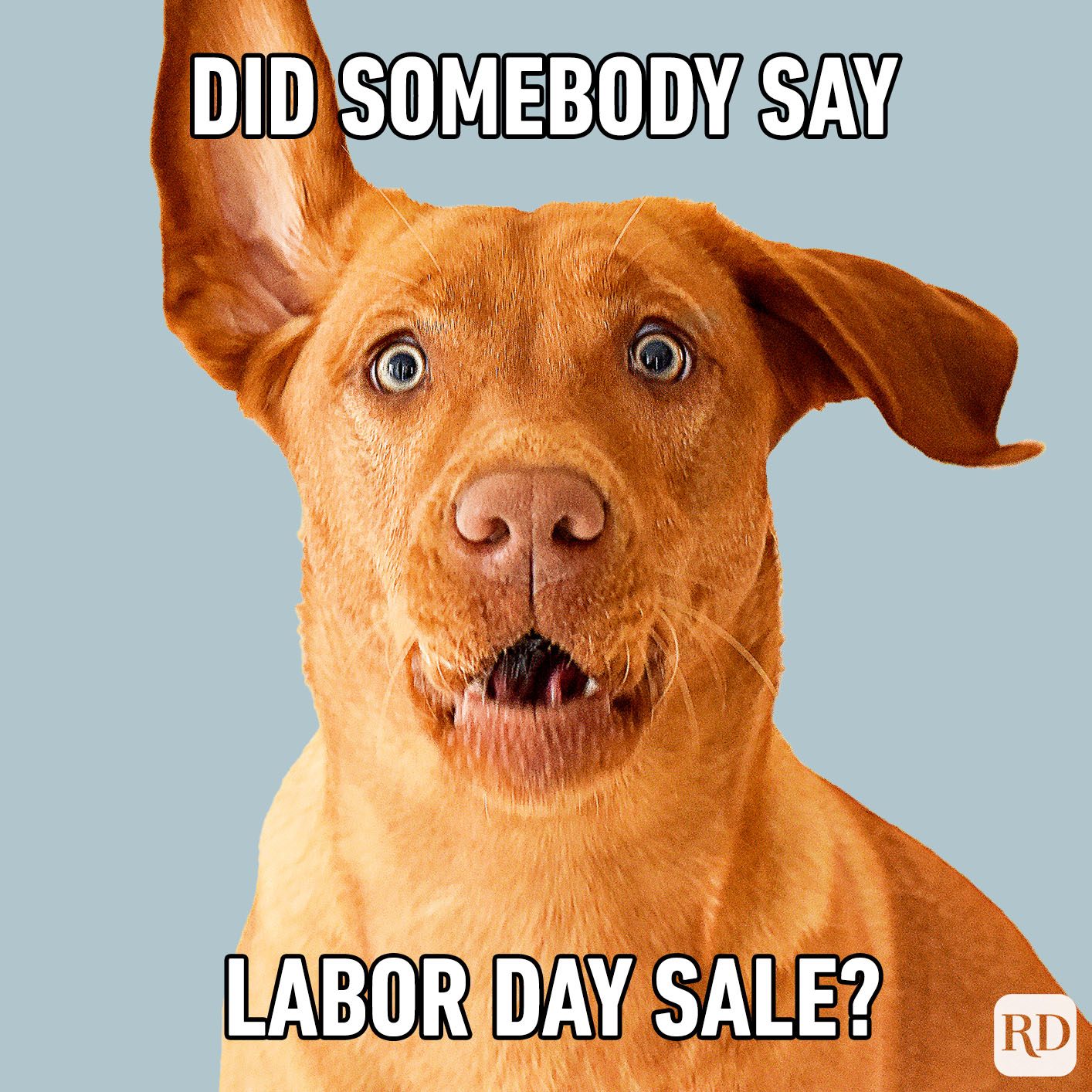 Dog with raised ear looks surprised, against a plain background. Text: "DID SOMEBODY SAY LABOR DAY SALE?"