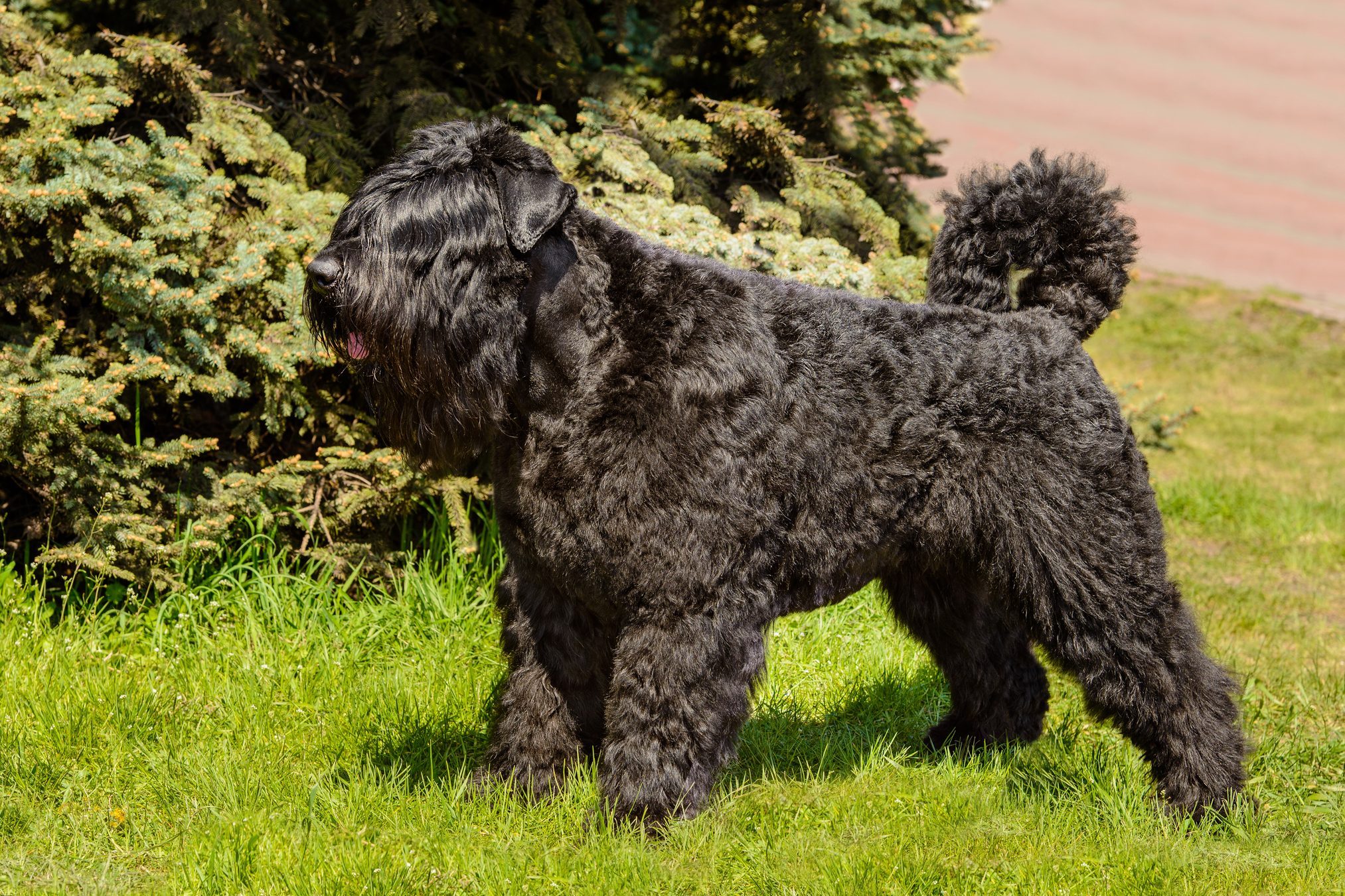 Bouvier of Flanders in profile.