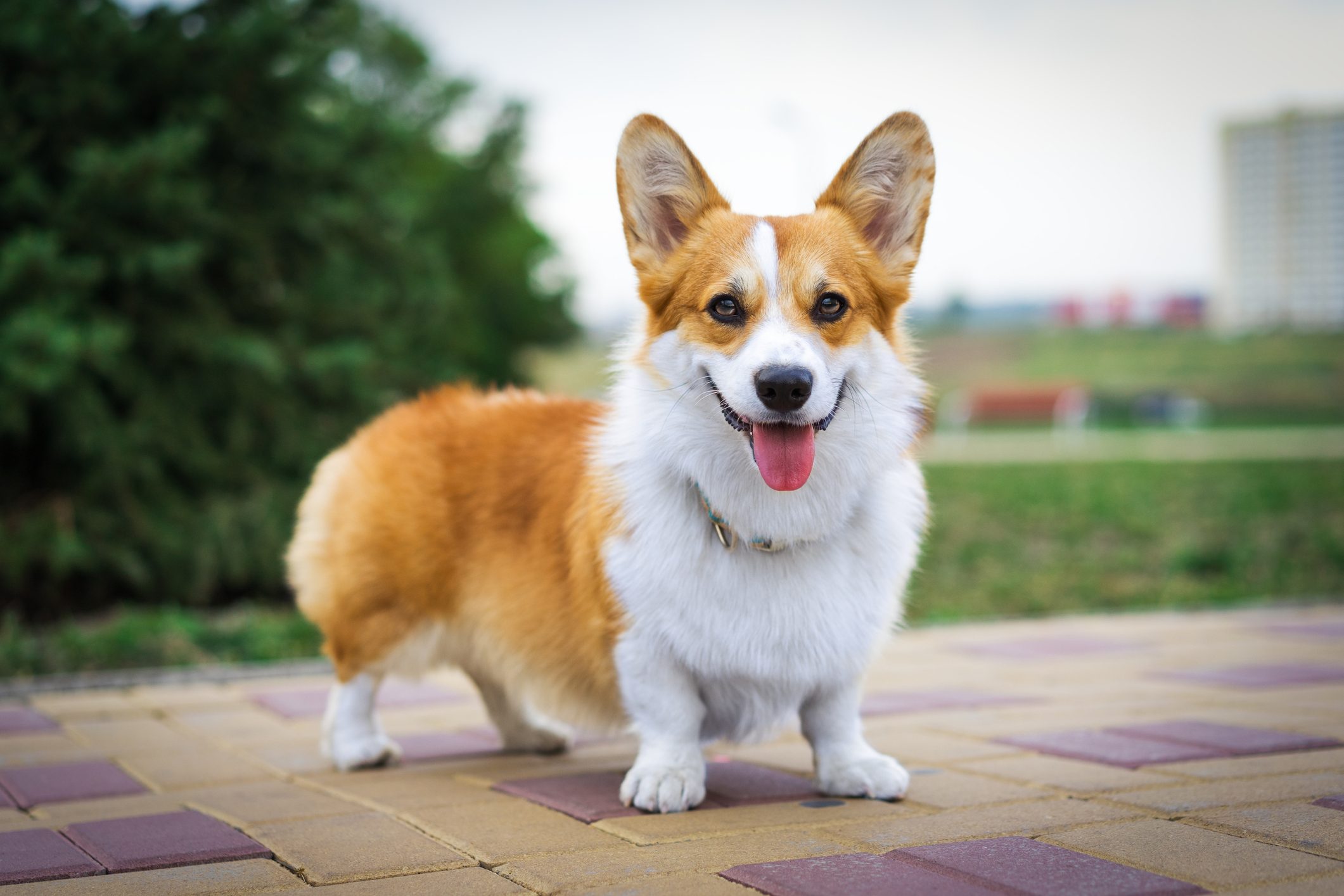 A corgi stands happily on a paved path, tongue out, in a park with greenery and buildings in the background.