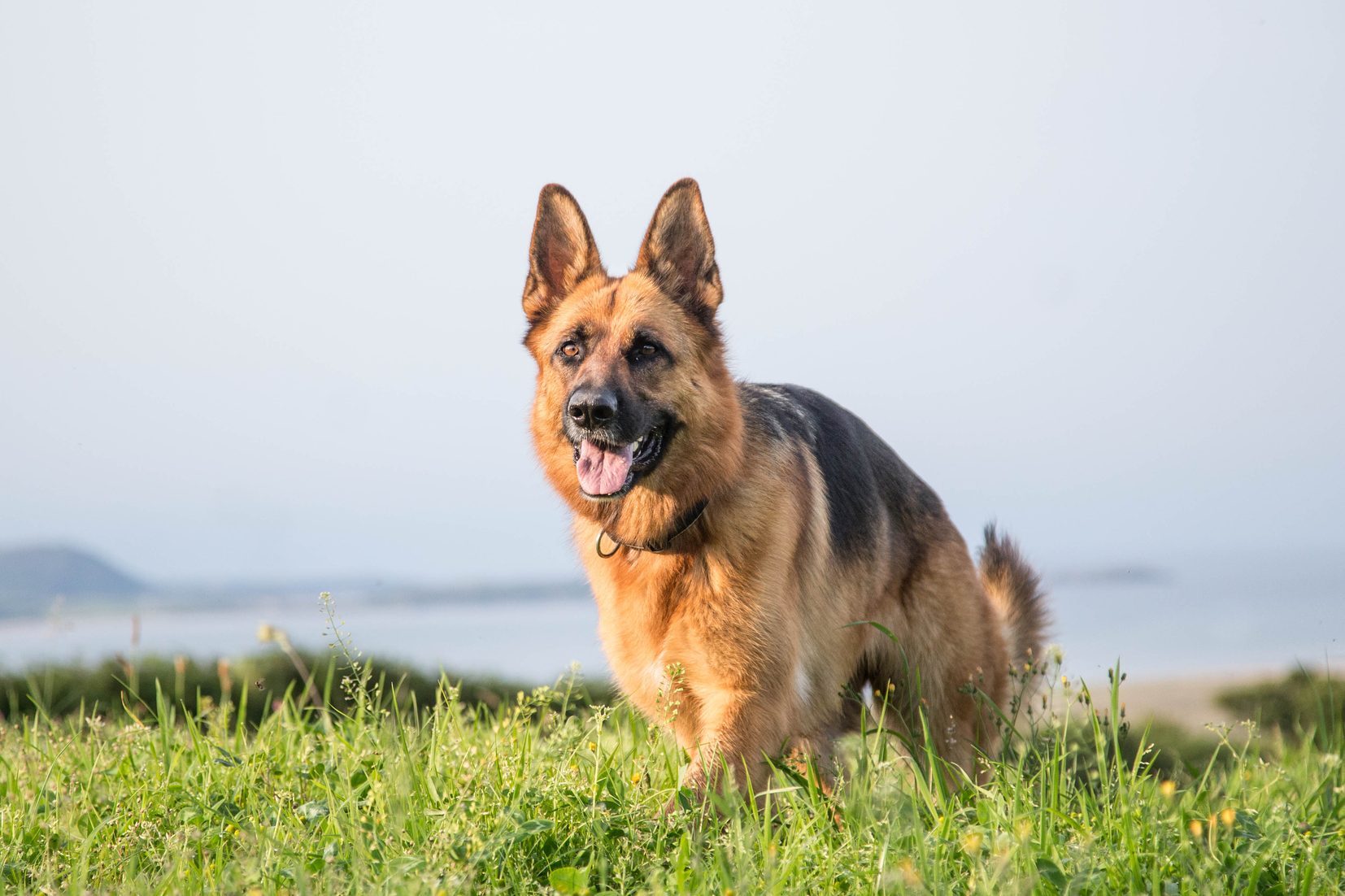 full body portrait of German Shepherd Dog outdoors
